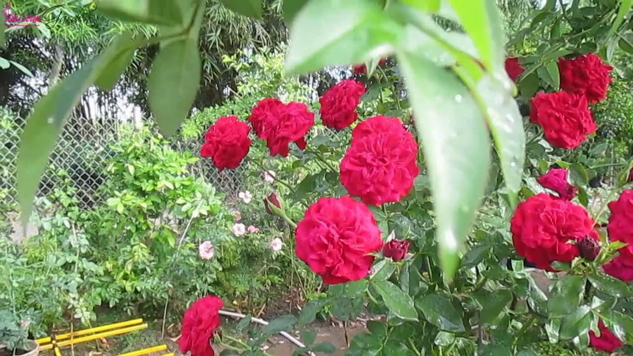 Hoa hồng ngoại Monalisa Rose(ngày 06/12/2016) Sa Đéc, Đồng Tháp