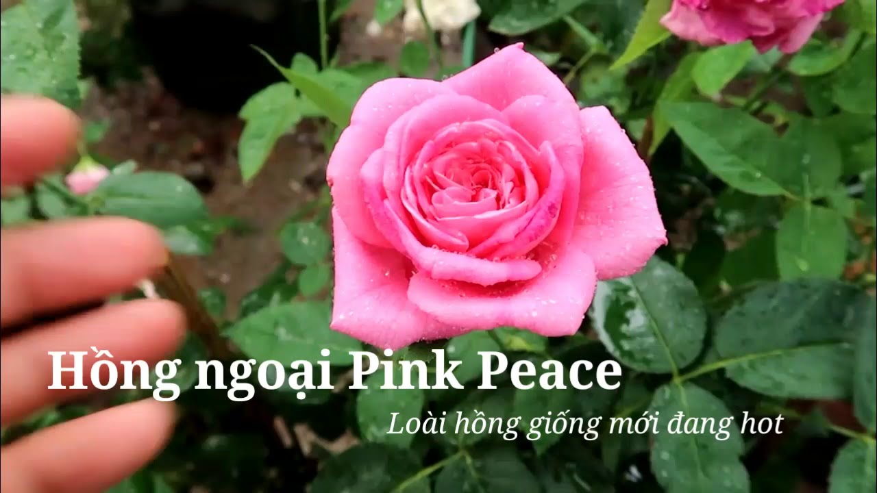 Hoa hồng ngoại Pink Peace - Loài hồng giữ form tốt mùa nắng