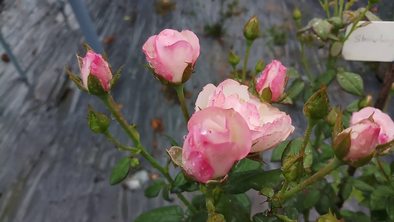 Hoa hồng ngoại Strawberry Marcaron rose