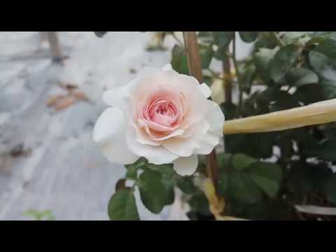 Hoa hồng ngoại Tranquility rose (Heirloom)