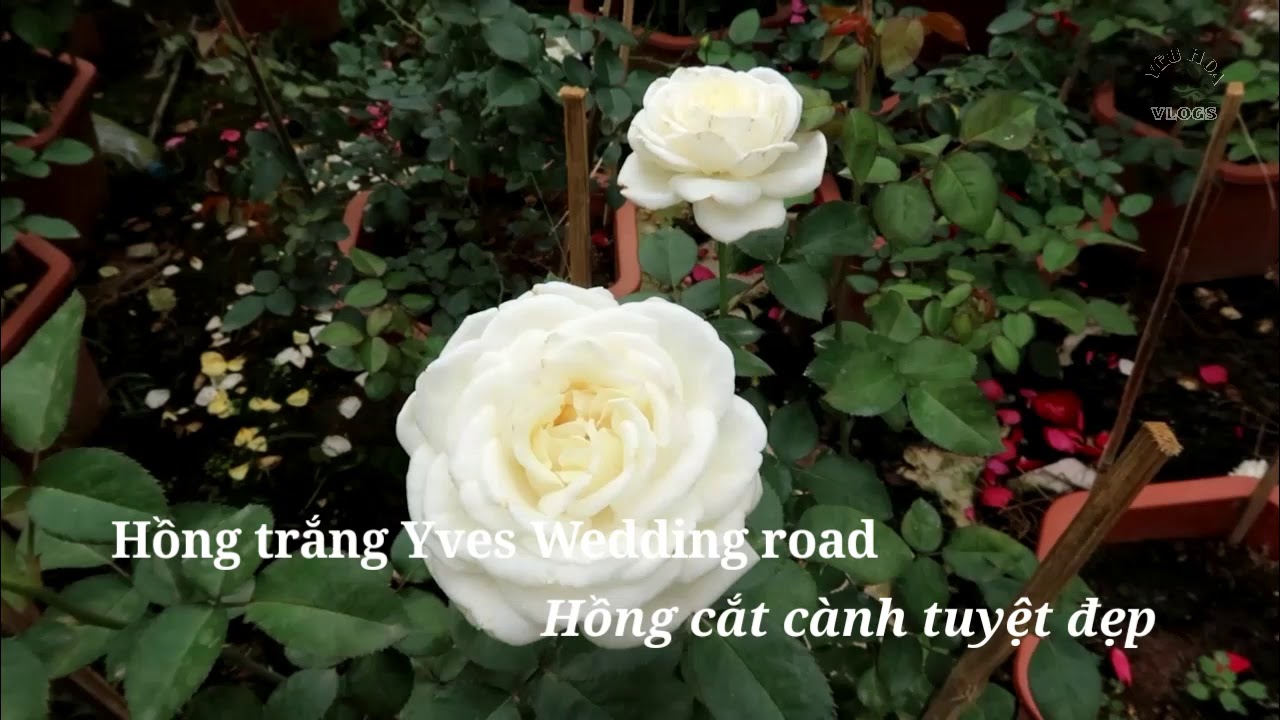 Hoa hồng ngoại Wedding Road cùng các loài hồng trắng khác