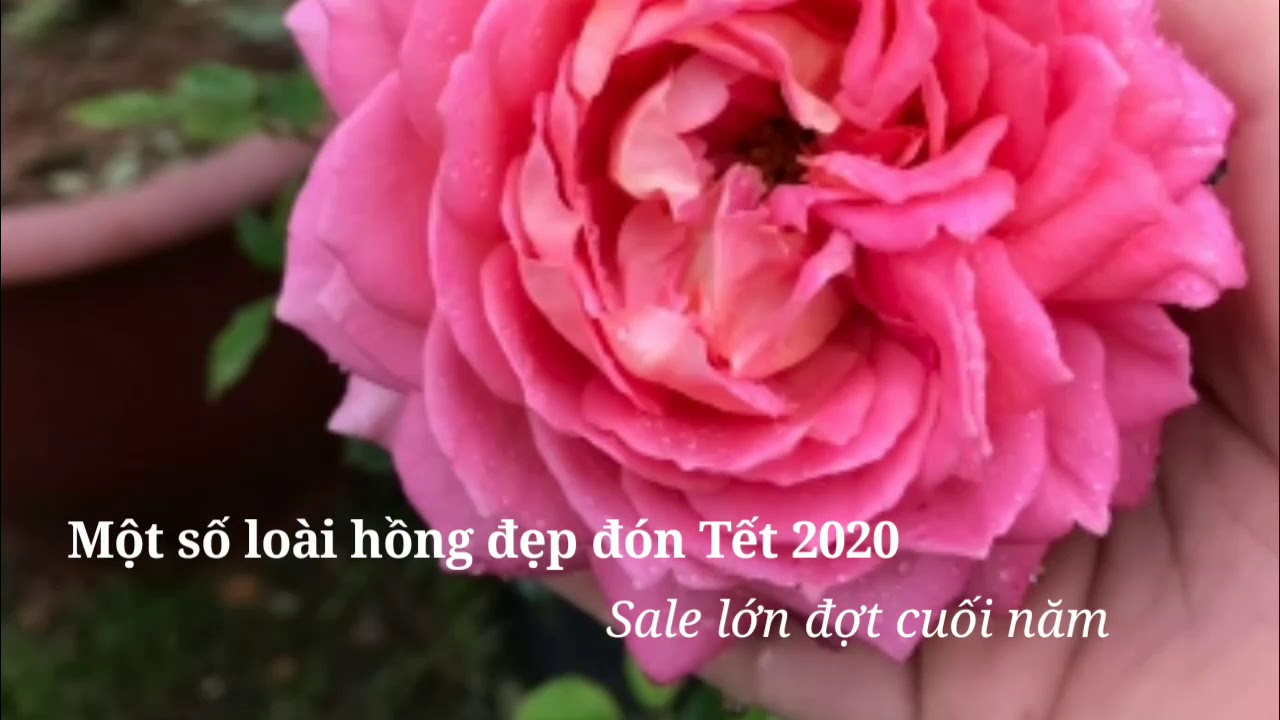 Hoa hồng ngoại chào đón xuân 2020 tại vườn Cầu Dậu