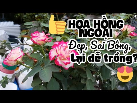 Hoa hồng ngoại đẹp tại vườn Yêu Hoa Hồng, Hà Nội