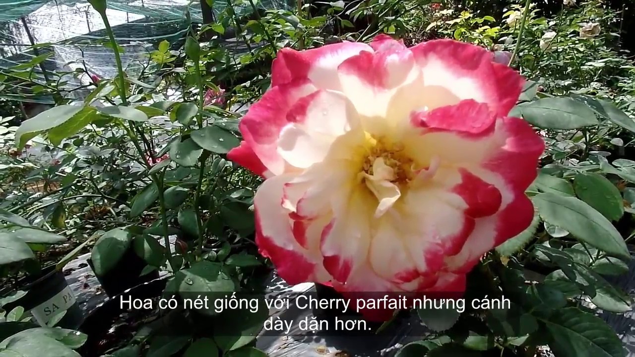 Hoa hồng thơm Double Delight rose [Đánh giá đợt hoa đầu tiên]