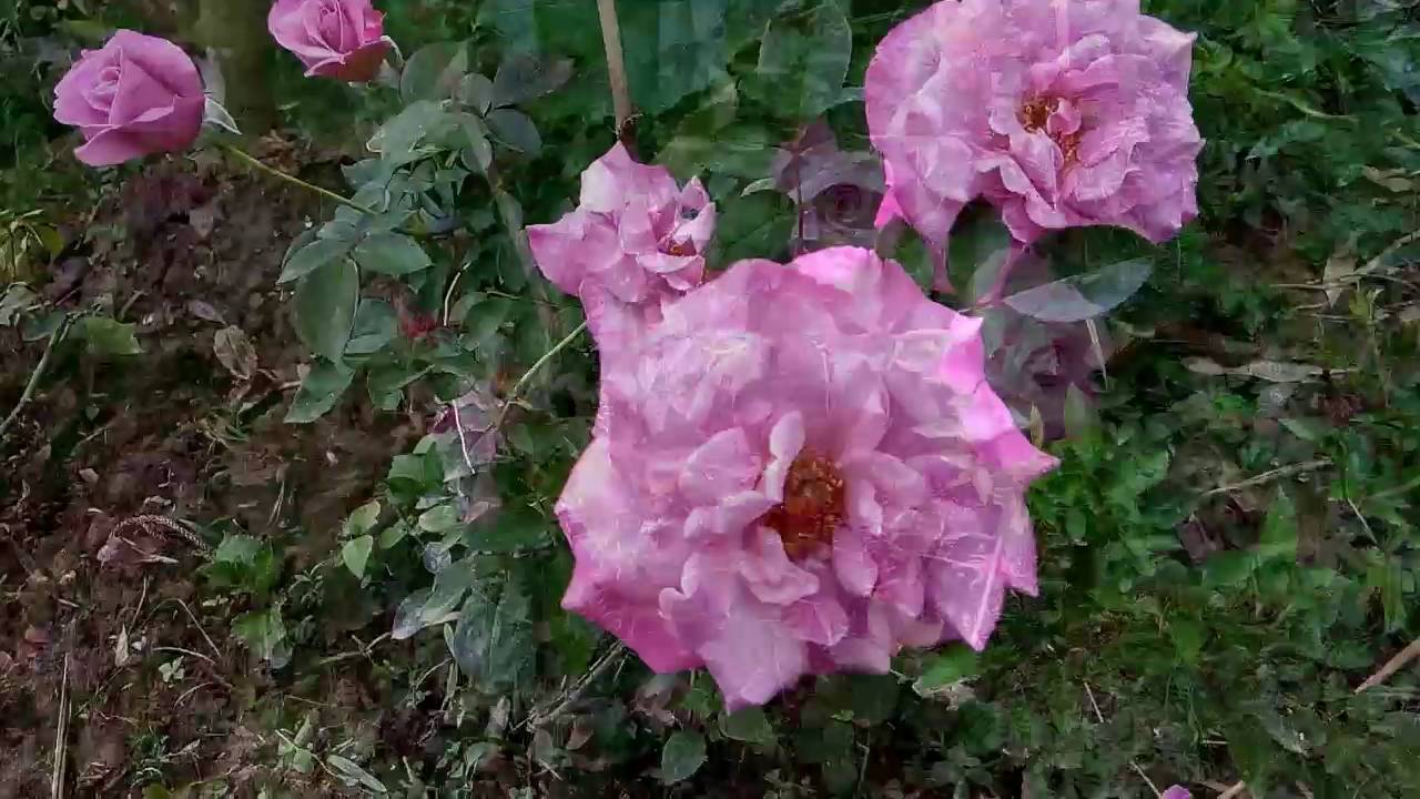 Hoa hồng tím ruốc Sa Đéc (Purple Roses) ngày 10/07/2016