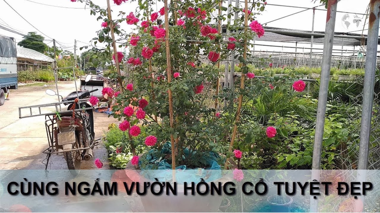 Hoa hồng vlog - Cùng thăm vườn hồng cổ tuyệt đẹp - Hoa hồng leo lung linh