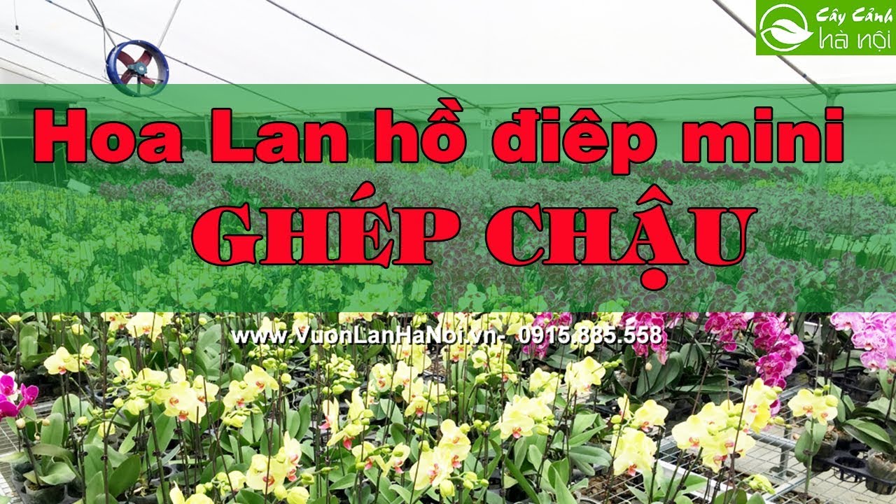 Hoa lan Hồ điệp mini ghép chậu