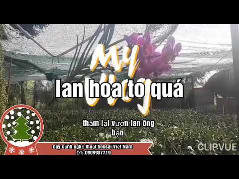 Hoa lan quá to quá lạ duy nhất tại vườn