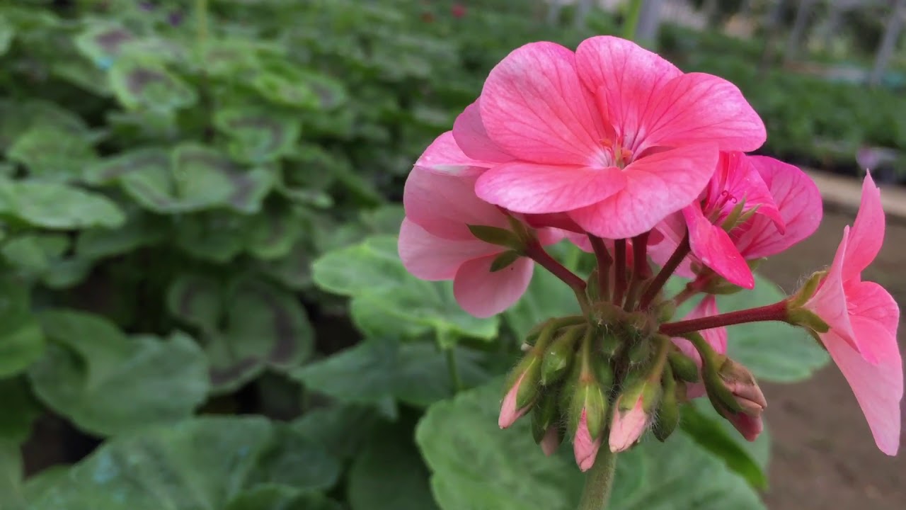 Hoa ngày tết: Phong lữ thảo loài hoa đẹp dễ trồng