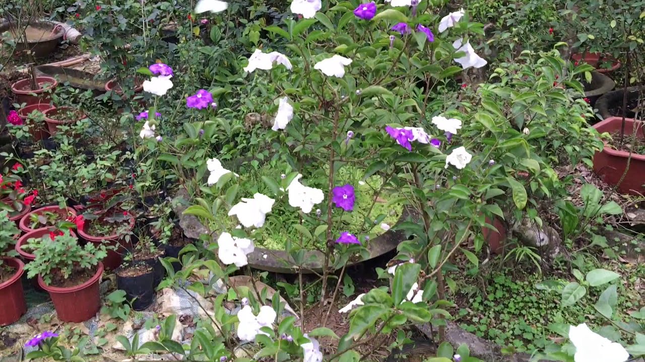 Hoa nhà Nhật loại hoa biến đổi màu sắc lạ kỳ tuyệt đẹp | S Garden