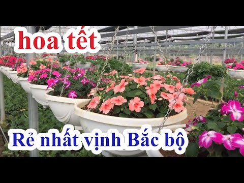 Hoa tết đẹp và rẻ nhất vịnh bắc bộ | hoa ngọc thảo | kênh làm vườn S Garden