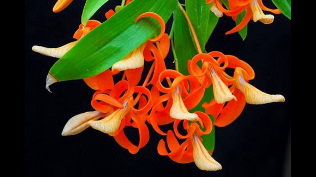 Hoàng thảo đơn cam (Dendrobium unicum)