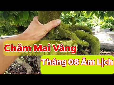 Học Hỏi Kinh Nghiệm Nuôi Mai Cỡ Lớn - Tháng 08 Âm Lịch Nhà Vườn Dùng Phân Thuốc Như Thế Nào