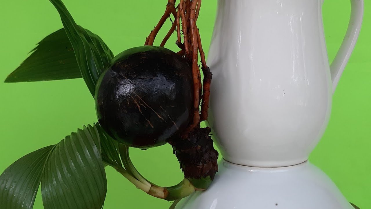 Hội Bonsai Dừa và những cây dừa bonsai rất độc đáo (P1)/ Coconut bonsai