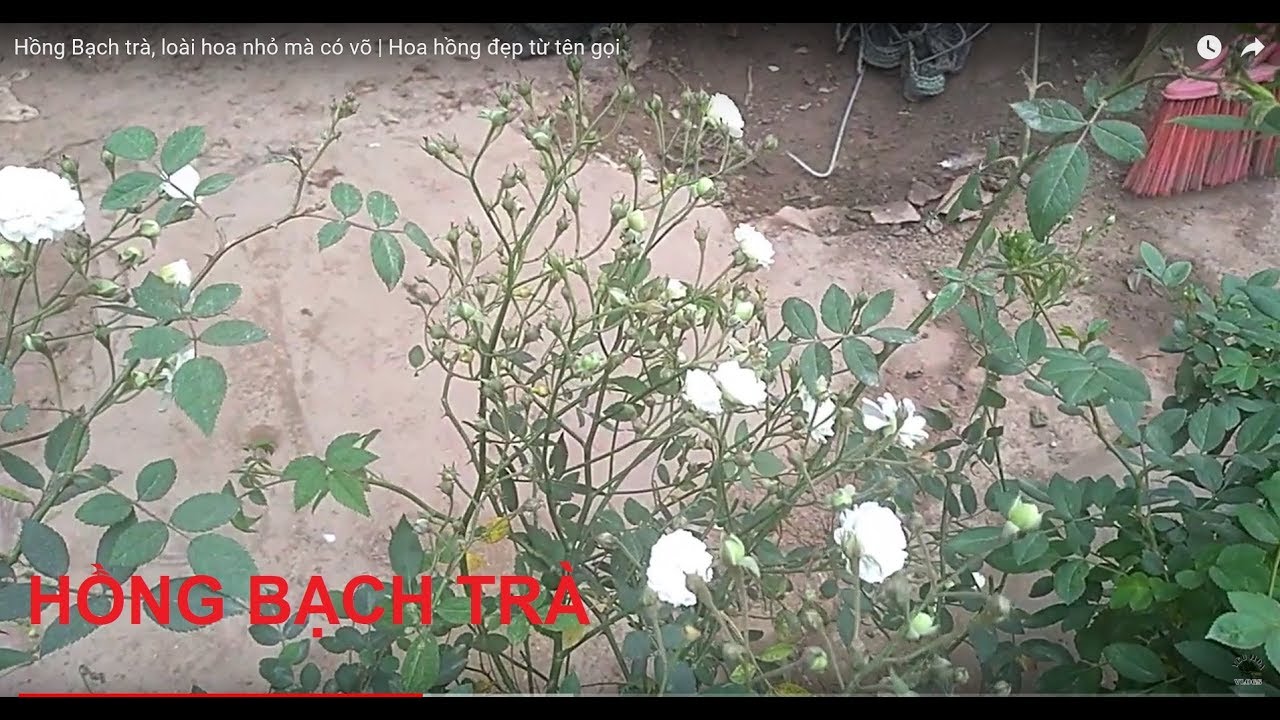 Hồng Bạch trà, loài hoa nhỏ mà có võ | Hoa hồng đẹp từ tên gọi