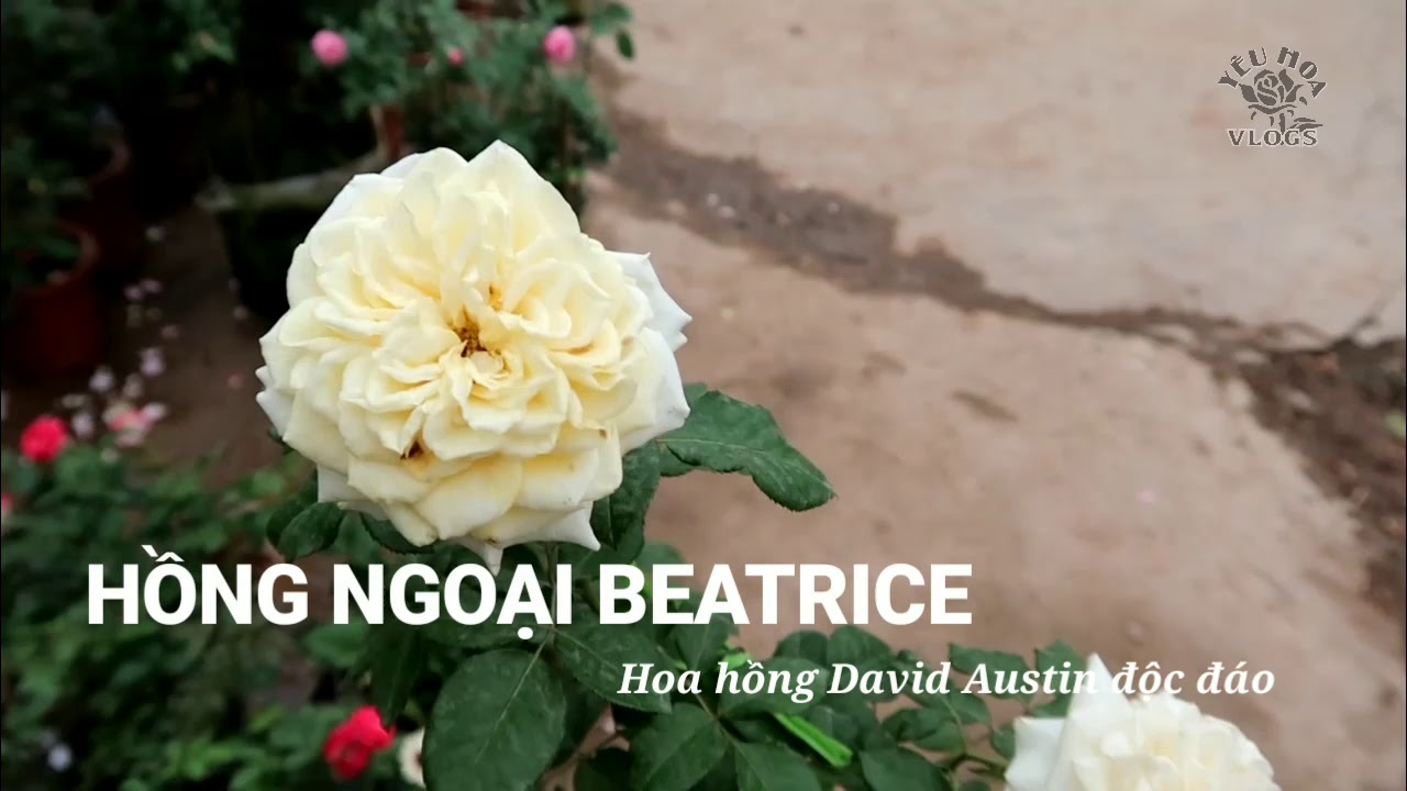 Hồng Beatrice | Giống hồng David Austin màu vàng cực thơm