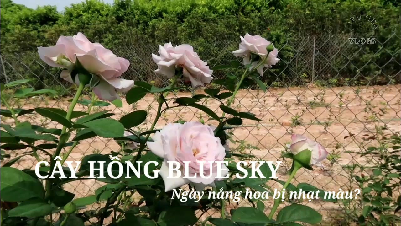 Hồng Blue Sky mùa nóng có bị nhạt màu không?