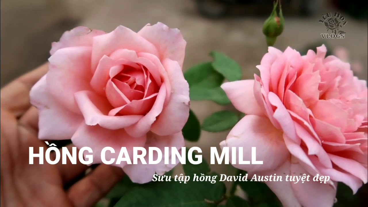 Hồng Carding Mill | Sưu tập hồng David Austin độc đáo