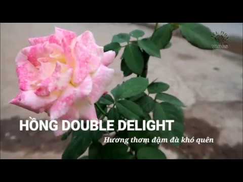 Hồng Double delight rose - Loài hồng ngoại hoa cực thơm