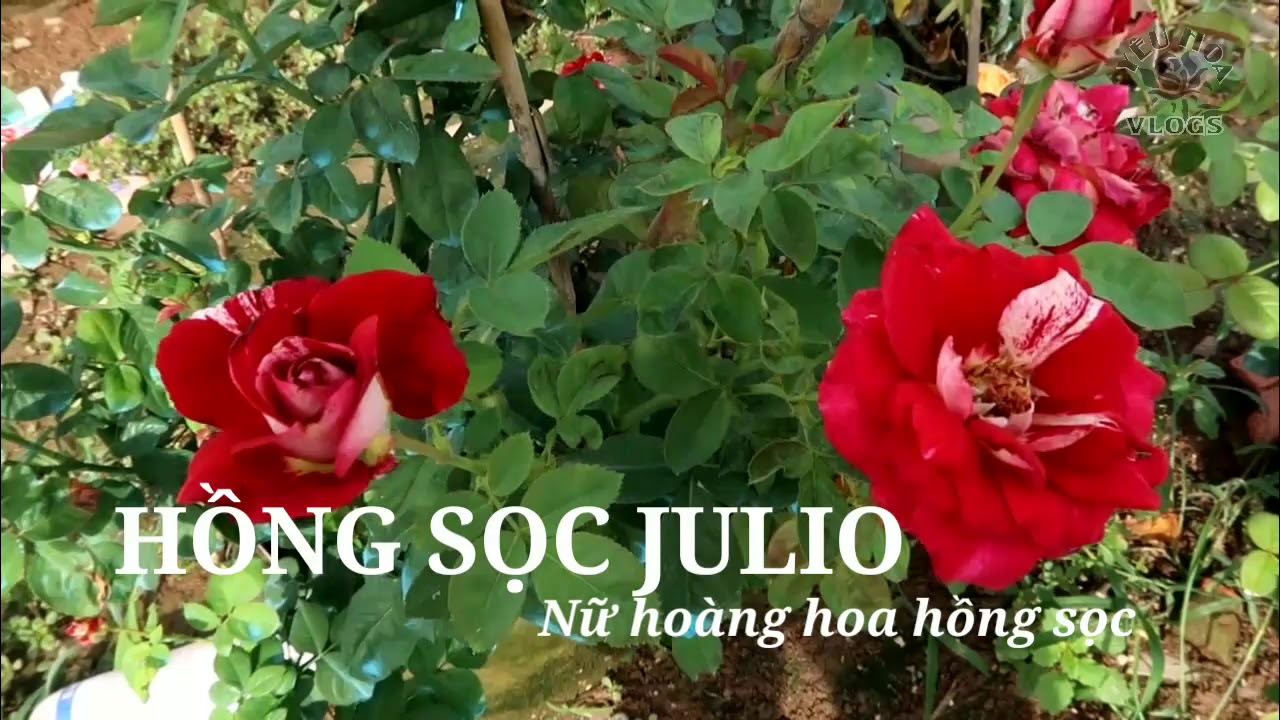 Hồng Julio - Loài hoa hồng sọc độc đáo mang vẻ đẹp quý tộc Pháp