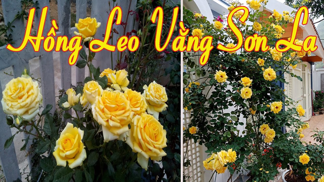 Hồng Leo Vàng Sơn La Dành Cho Các Bạn Yêu Hoa Hồng Tháng Ba