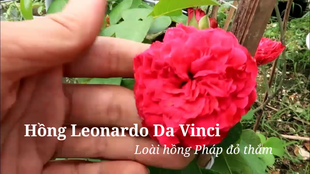 Hồng Red Leonardo da Vinci - Giống hồng Pháp sai hoa chịu nóng tốt