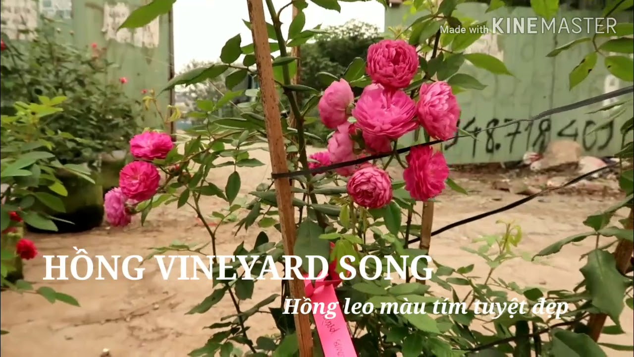 Hồng Vineyard Song | Hồng leo màu tím đẹp như mơ