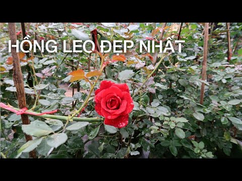 Hồng cổ Hải Phòng, hồng leo Mon | Những loài hồng leo phổ biến và dễ chăm sóc