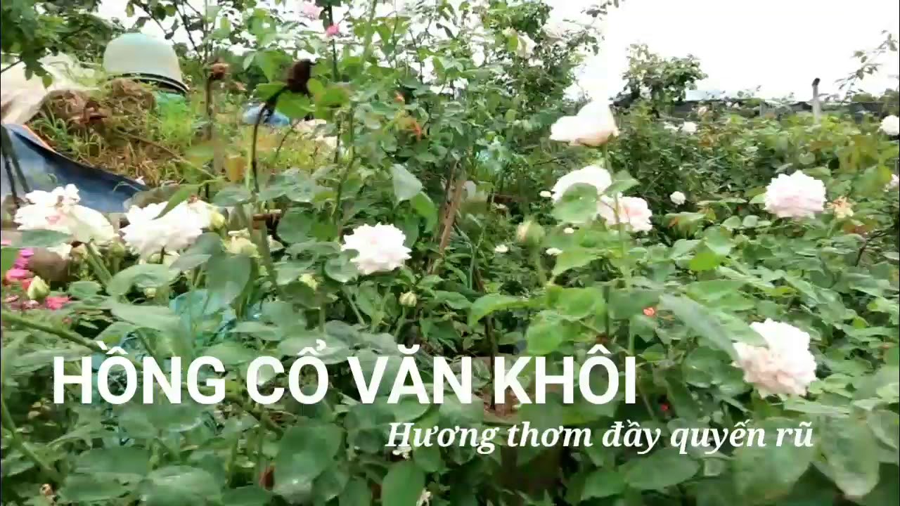 Hồng cổ Văn khôi thơm ngát một góc vườn | Hoa hồng cổ Việt nam đẹp nhất