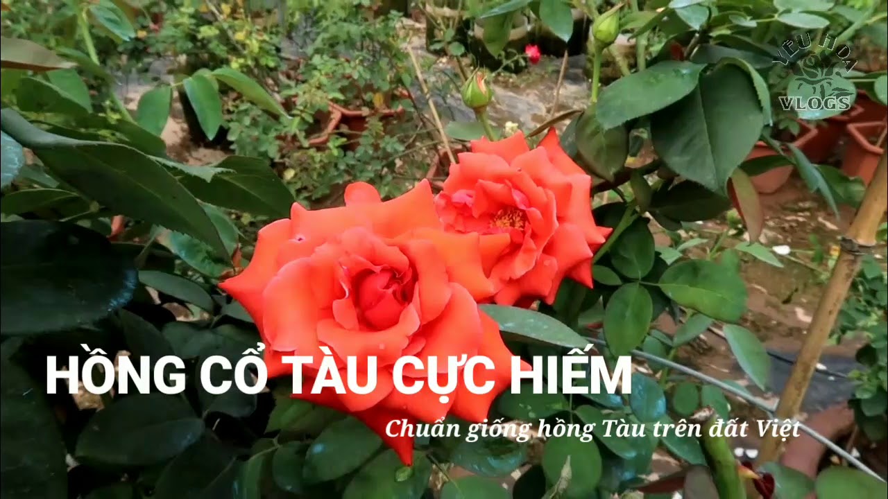 Hồng cổ tàu cây to cực độc đáo - Hoa Hồng Tàu trên đất Việt