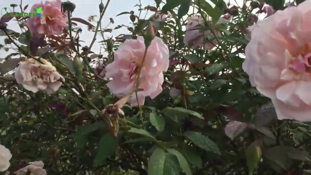 Hồng đào cổ top 1 về độ sai hoa | S Garden