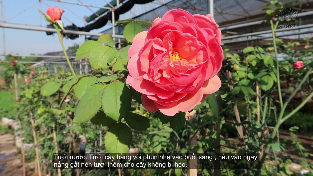 Hồng leo Abraham darby rose | Hồng leo ngoại hoa to, cực thơm | Abraham darby rose
