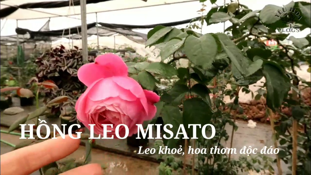 Hồng leo Chant Misato rose | Hồng leo Pháp hoa to, cực thơm