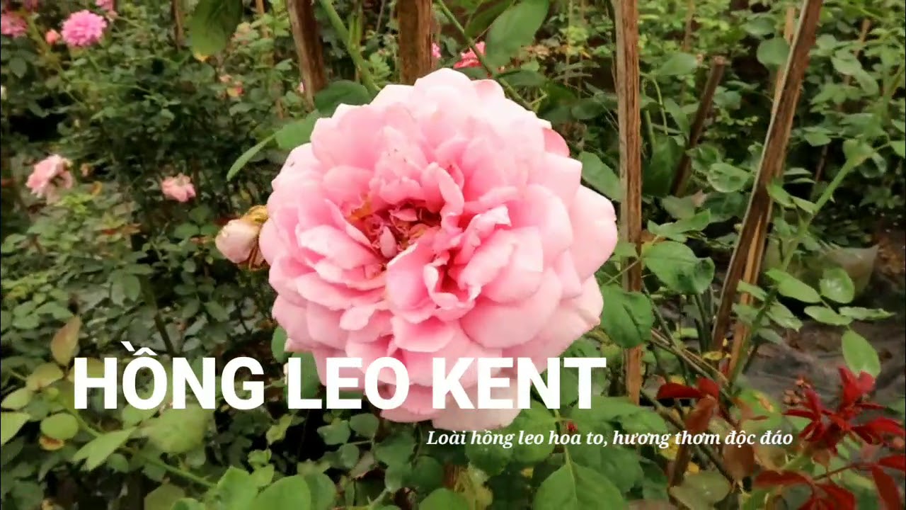 Hồng leo Kent Rose | Loài hồng leo ngoại bông to và rất thơm