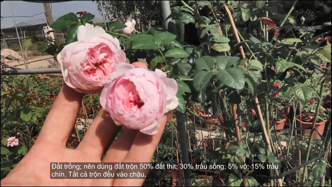 Hồng leo Mon Couer Rose | Hồng leo hoa tuyệt đẹp | Hoa hồng ngoại đẹp nhất