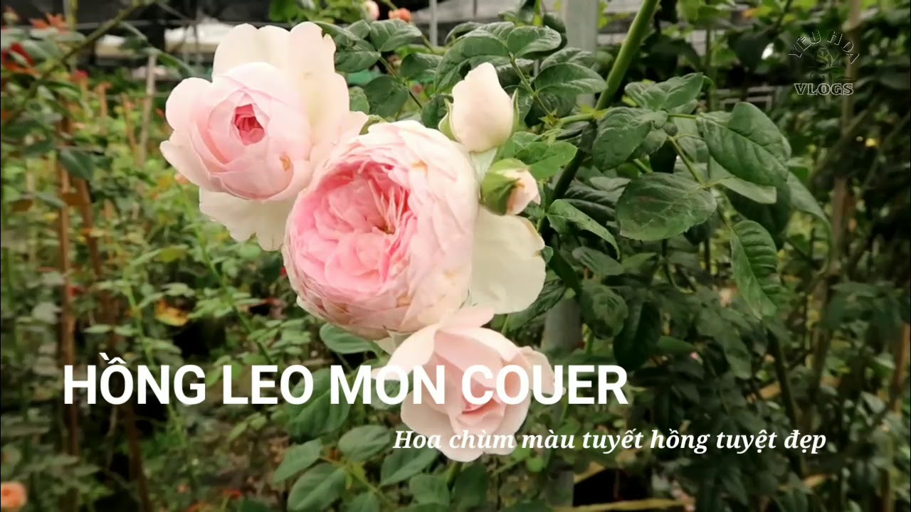 Hồng leo Mon Couer Rose | Mùa này hoa Mon đẹp nhất