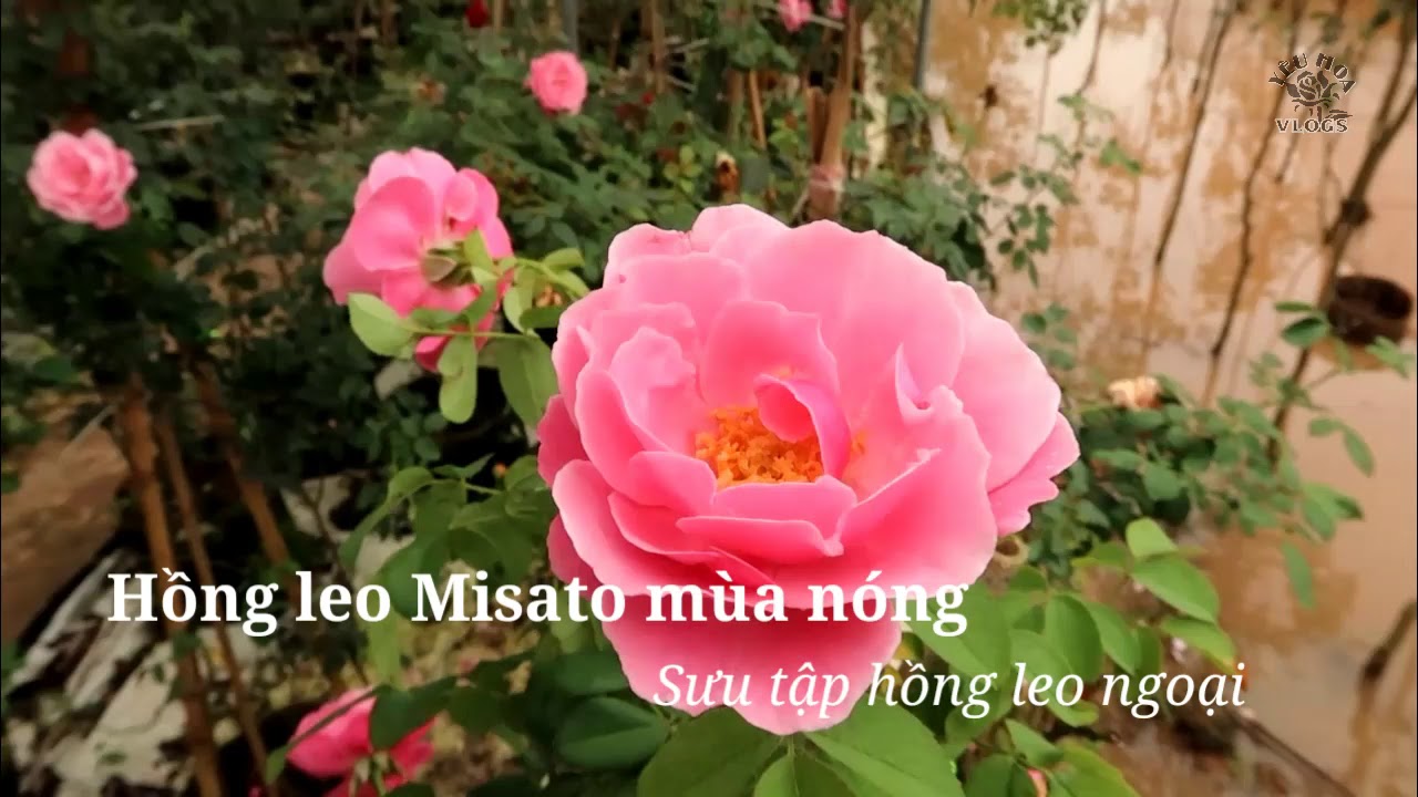 Hồng leo Pháp Misato rose mùa nóng ra sao?