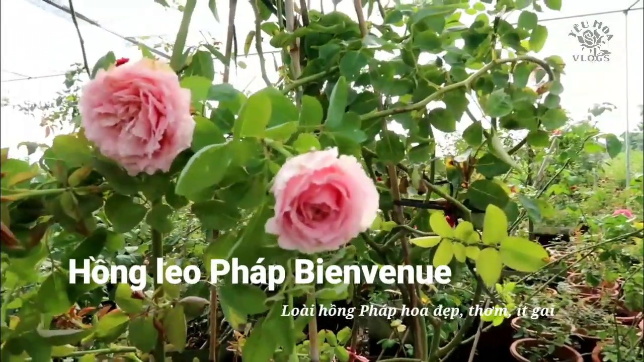 Hồng leo Pháp hoa đẹp, thơm lại ít gai - Tuyệt tác hoa Hồng Bienvenua