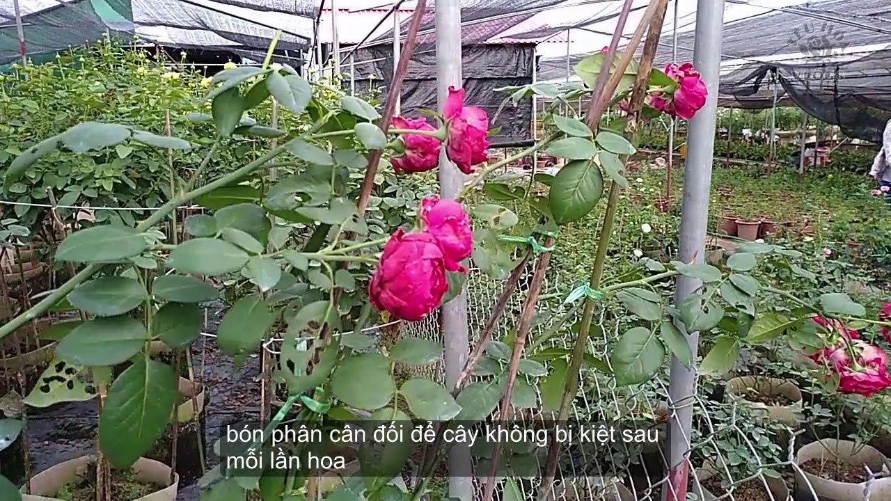 Hồng leo Red eden rose | Cây hồng leo hoa to và đẹp mê ly