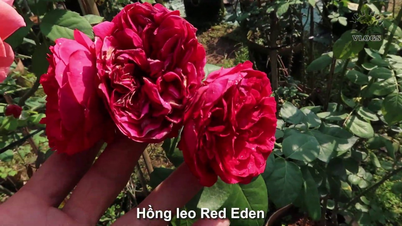 Hồng leo Red eden rose cực đẹp | Giới  thiệu cây hoa hồng leo Red Eden Rose tree