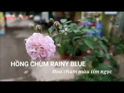 Hồng leo hoa chùm Rainy Blue | Hoa màu tím ngọc tuyệt đẹp