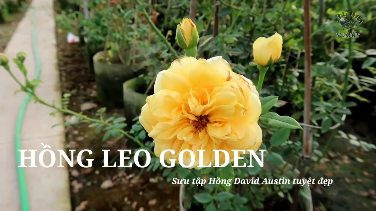 Hồng leo màu vàng hoa chùm sai nhất - Golden Celebration rose