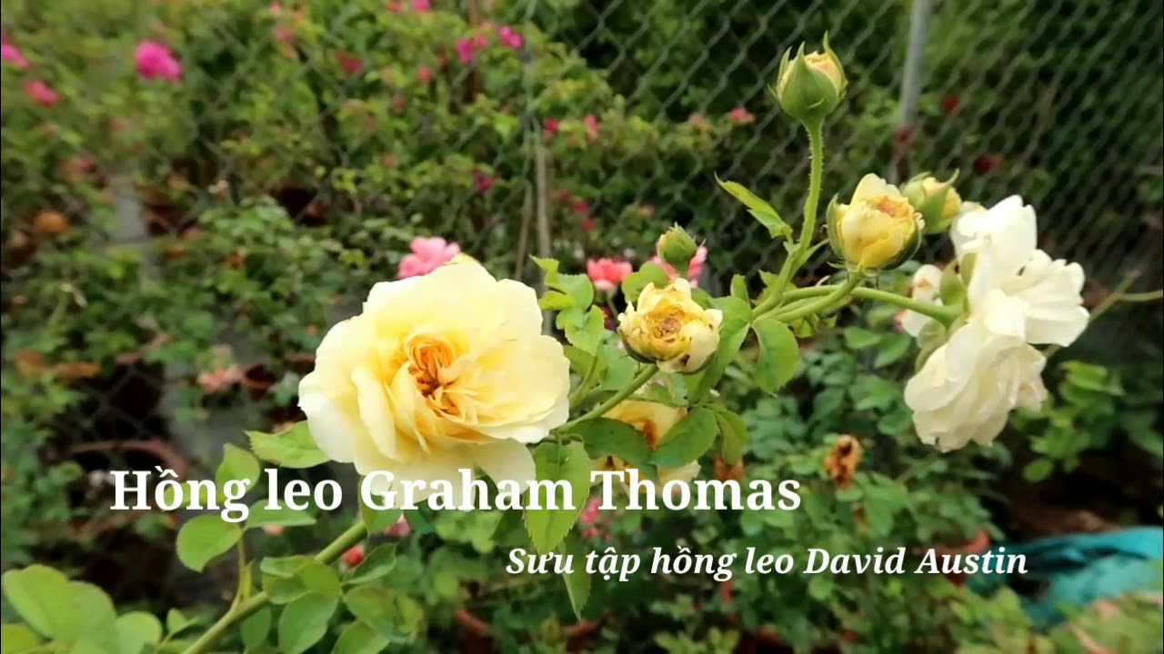 Hồng leo màu vàng sai hoa và thơm - Graham Thomas David Austin rose