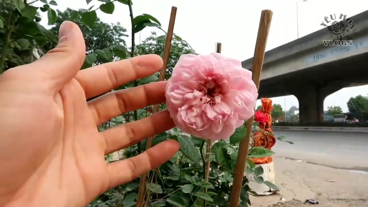 Hồng leo spirit Rose | Tổng hợp các loài hồng leo ngoại dễ trồng