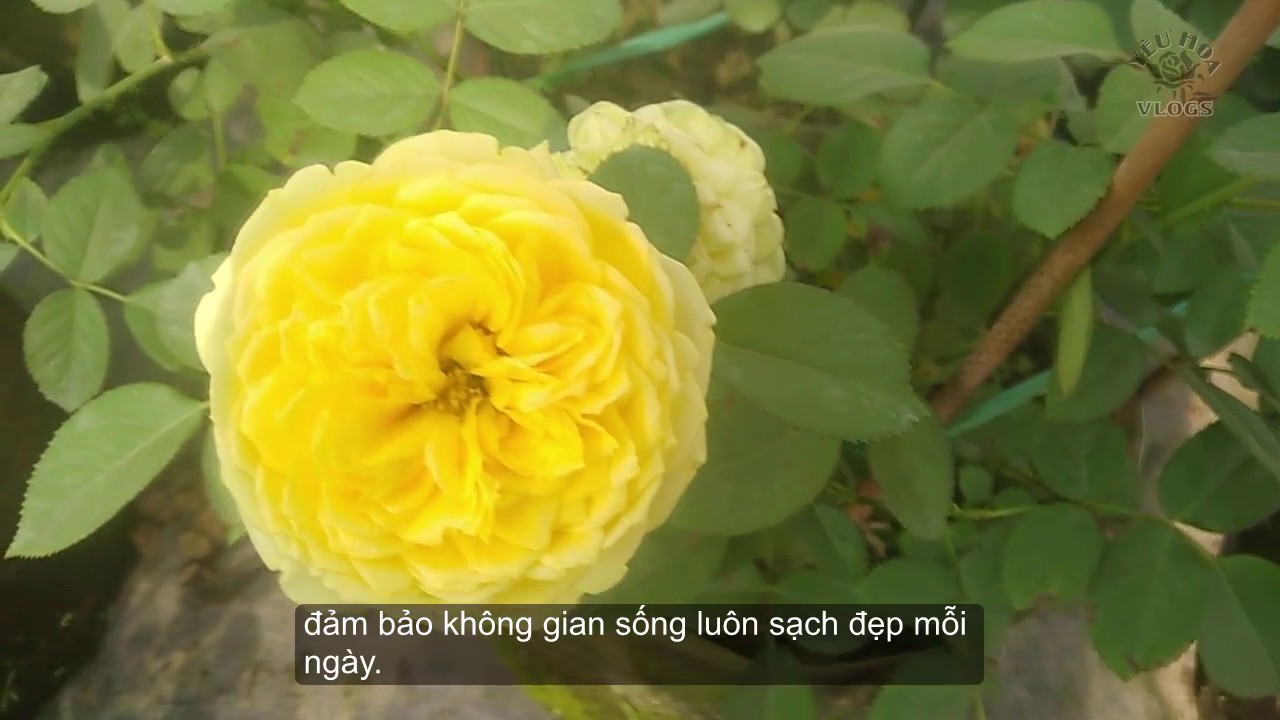 Hồng ngoại Catalina | Ngắm vườn hoa hồng vàng óng sắc Thu | Catalina spray tree rose