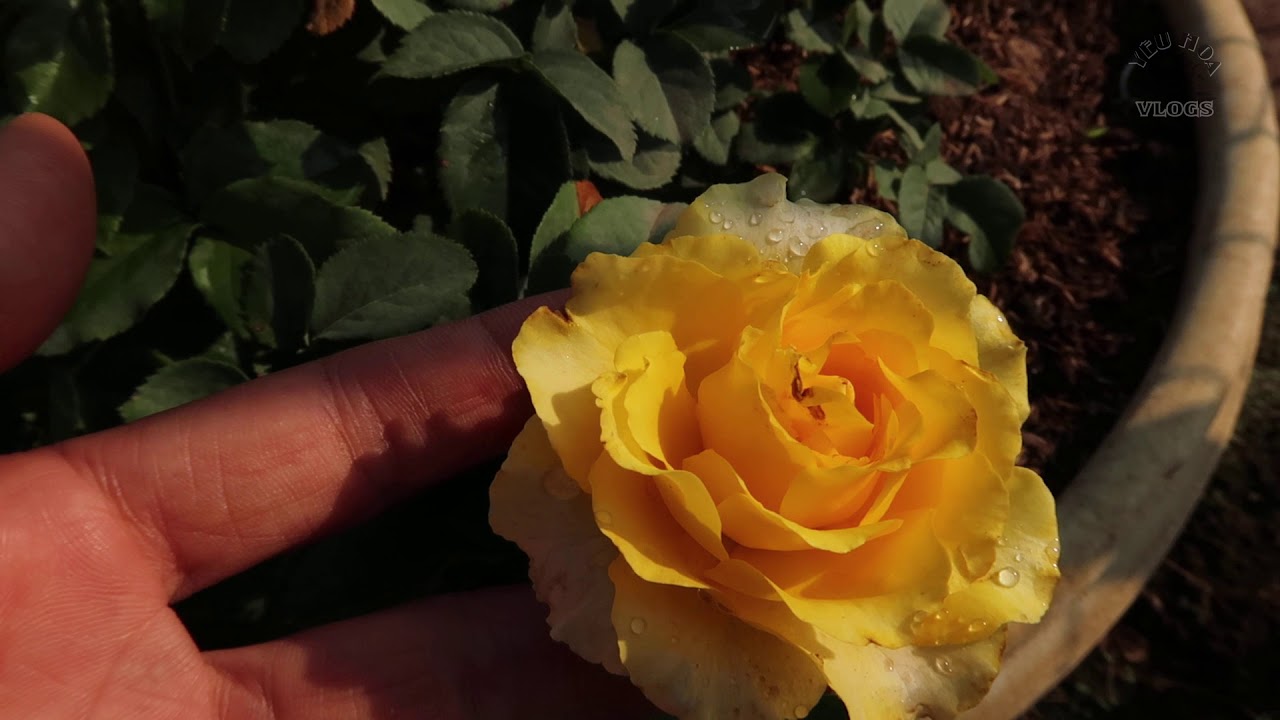 Hồng ngoại đẹp mê ly: Hồng Campech | Giống hồng Nhật Bản đẹp và thơm