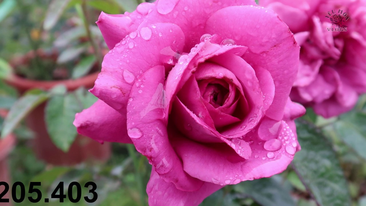 Hồng ngoại màu tím mộng mơ -  Laverder rose | Sưu tập hoa hồng ngoại độc đáo