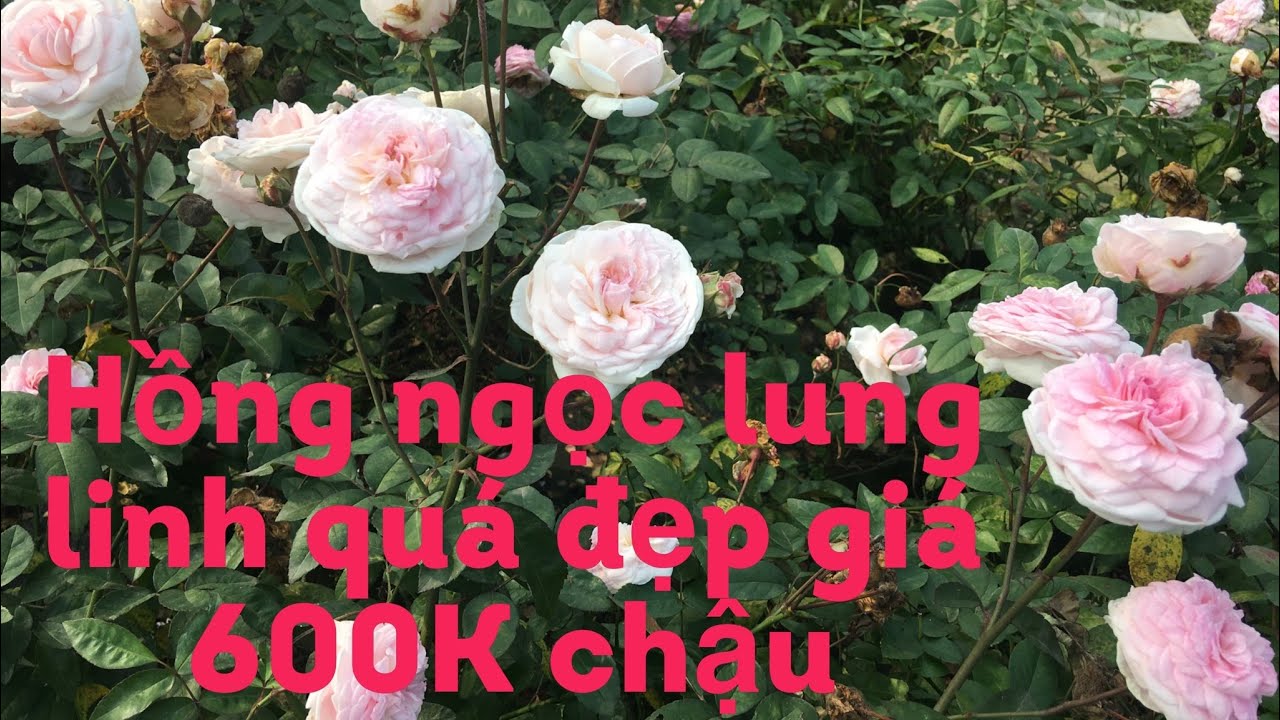 Hồng ngọc lung linh, nhung ta hai loại hoa hồng cổ hoa rất thơm | S Garden