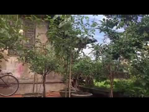 Hồng nhung cổ, hồng bạch ho dáng tree tuyệt đẹp