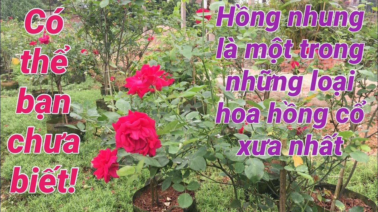 Hồng nhung ta là một trong những loại hoa hồng cổ xưa nhất